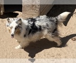 Small #3 Shetland Sheepdog