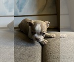 Puppy Puppy 7 Boston Terrier
