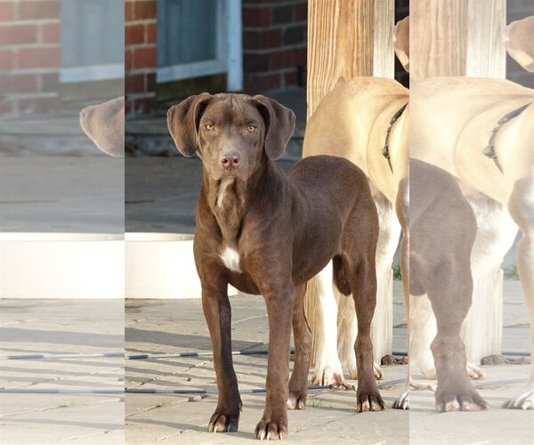 Medium Photo #4 Labrador Retriever-Unknown Mix Puppy For Sale in Stafford, VA, USA