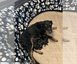 German Hunting Terrier Puppy for sale in UNIONVILLE, IA, USA
