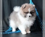 Small #11 Pomeranian