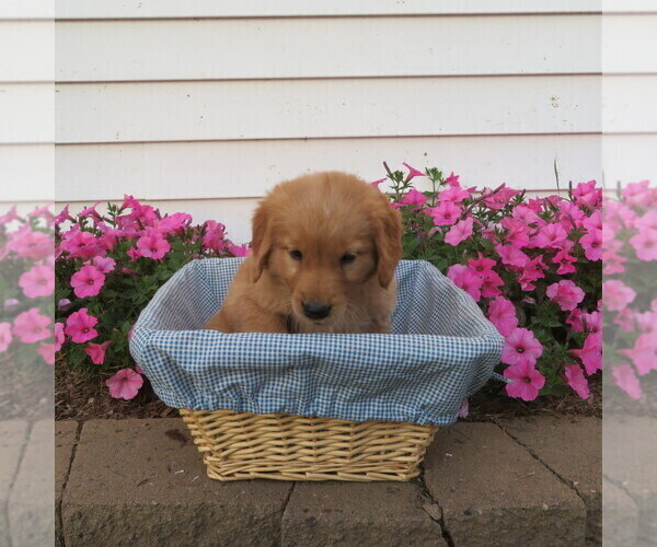 Medium Photo #5 English Cream Golden Retriever Puppy For Sale in ATHENS, WI, USA