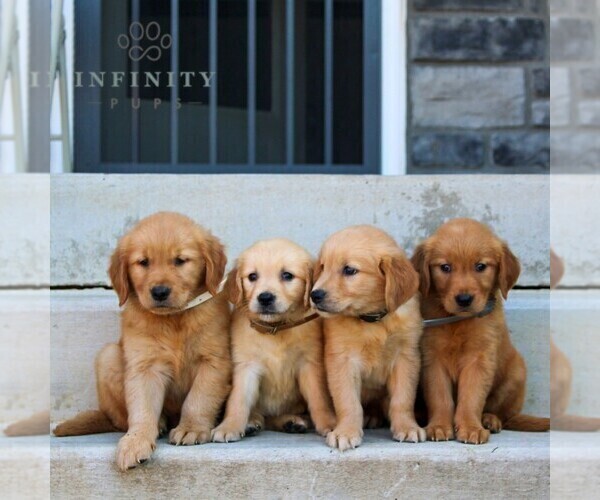 Medium Photo #2 Golden Retriever Puppy For Sale in LITITZ, PA, USA