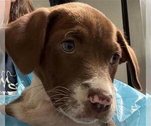 Labrador Retriever Dogs for adoption in Bakersfield, CA, USA