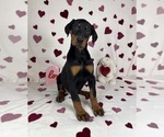 Small #1 Doberman Pinscher