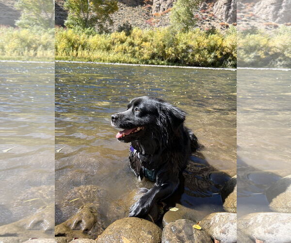 Medium Photo #5 Mutt Puppy For Sale in Fort Collins, CO, USA