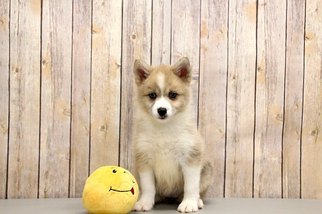 Pomsky Puppy for sale in PORTSMOUTH, OH, USA