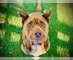 Small #1 Chinese Shar-Pei Mix