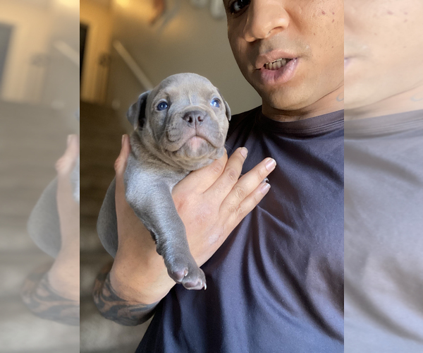 Medium Photo #4 American Bully Puppy For Sale in OVERLAND, KS, USA