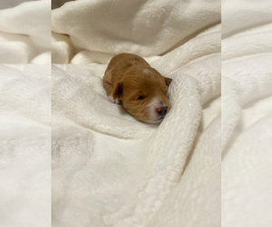 Maltipoo Puppy for sale in VANCOUVER, WA, USA