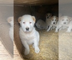 Small Photo #2 Central Asian Shepherd Dog Puppy For Sale in GRANDVIEW, WA, USA