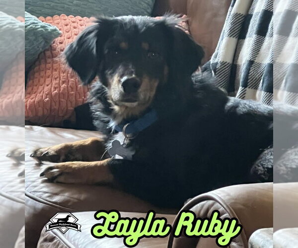Medium Photo #39 Dachshund-Unknown Mix Puppy For Sale in San Antonio, TX, USA