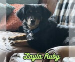 Small Photo #39 Dachshund-Unknown Mix Puppy For Sale in San Antonio, TX, USA