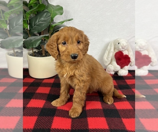 Medium Photo #5 Goldendoodle (Miniature) Puppy For Sale in GREENFIELD, IN, USA