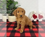 Small #4 Goldendoodle (Miniature)