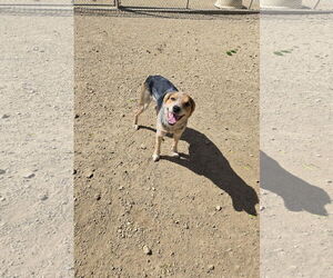 Mutt Dogs for adoption in Maquoketa, IA, USA