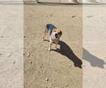 Small Mutt