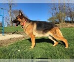 Small Photo #5 German Shepherd Dog Puppy For Sale in SOMERVILLE, OH, USA
