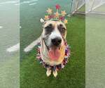 Small #3 American Staffordshire Terrier-Siberian Husky Mix