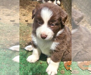 Australian Shepherd Puppy for sale in NELSON, VA, USA