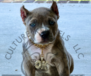 Medium American Bully
