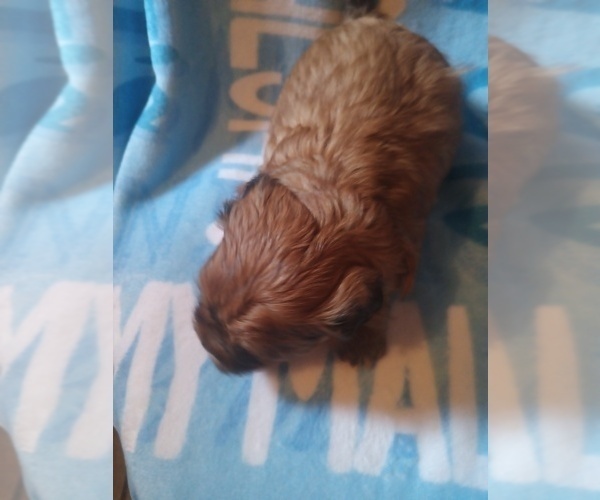 Medium Photo #3 Morkie-Yorkshire Terrier Mix Puppy For Sale in WOBURN, MA, USA