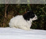 Small #34 ShihPoo
