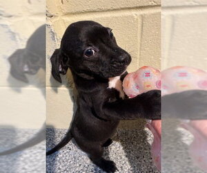 Labrador Retriever-Unknown Mix Dogs for adoption in Brewster, MA, USA