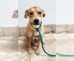 Small #1 Mutt