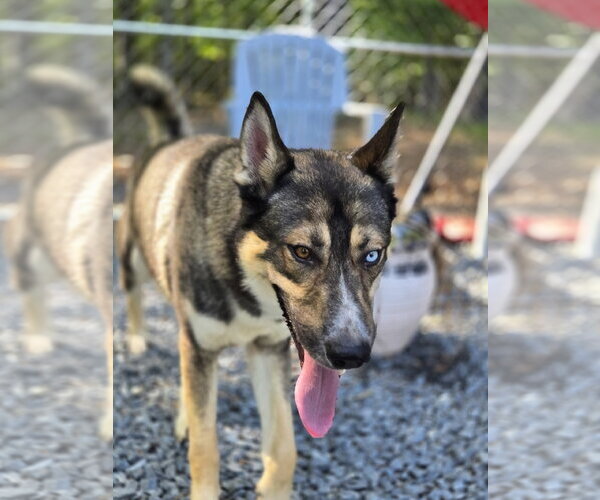 Medium Photo #2 Gerberian Shepsky Puppy For Sale in Albemarle, NC, USA
