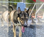 Small #1 Gerberian Shepsky
