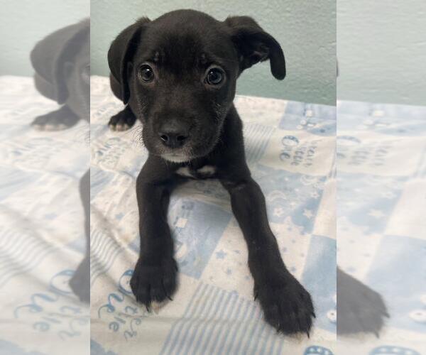 Medium Photo #1 Rat Terrier-Unknown Mix Puppy For Sale in Tulsa, OK, USA