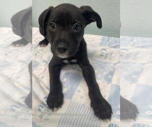 Rat Terrier-Unknown Mix Dogs for adoption in Tulsa, OK, USA