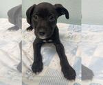 Small Rat Terrier Mix