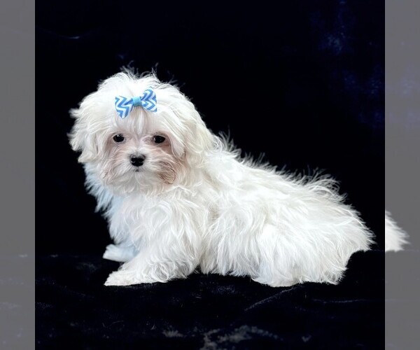 Medium Photo #3 Maltese Puppy For Sale in ROCK VALLEY, IA, USA