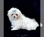 Small #2 Maltese