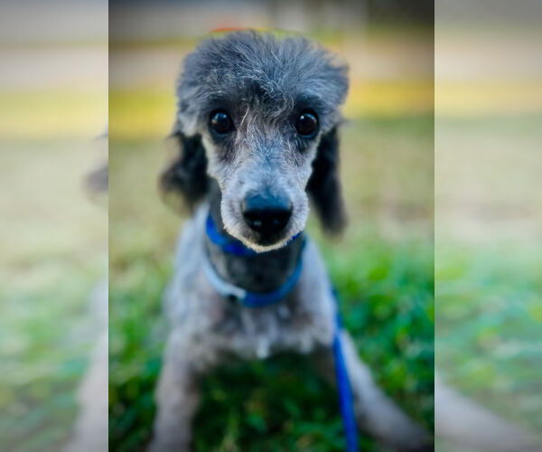 Medium Photo #3 Poodle (Toy) Puppy For Sale in Pacolet, SC, USA