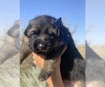 Small #21 German Shepherd Dog