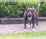 Small Photo #1 American Bulldog Puppy For Sale in COLUMBIA, KY, USA