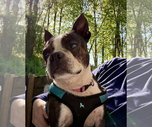 Boston Terrier Dogs for adoption in Dumont, NJ, USA