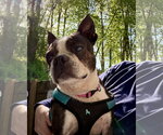 Small Boston Terrier