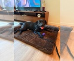 Small #11 Labrador Retriever Mix