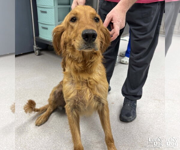 Medium Photo #3 Golden Retriever-Unknown Mix Puppy For Sale in Washington, DC, USA