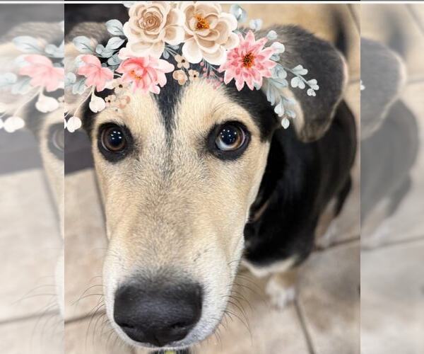 Medium Photo #6 Labsky Puppy For Sale in MIDWAY, UT, USA