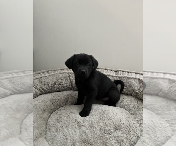 Medium Photo #3 Labrador Retriever Puppy For Sale in BEECH GROVE, IN, USA