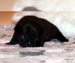 Small Photo #71 Pug Puppy For Sale in WINNSBORO, TX, USA