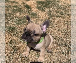 French Bulldog Puppy for sale in PARKER, CO, USA