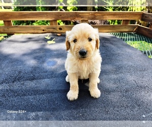Goldendoodle Puppy for sale in LEON, KS, USA