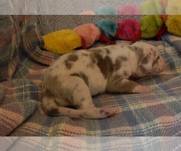 Medium Photo #41 Great Dane Puppy For Sale in SPRAGGS, PA, USA