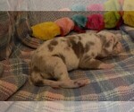 Small Photo #41 Great Dane Puppy For Sale in SPRAGGS, PA, USA